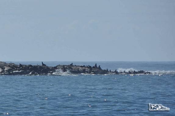 Lobos-marinhos descansam em pequena ilha rochosa em frente a Cabo Polonio, no litoral do Uruguai